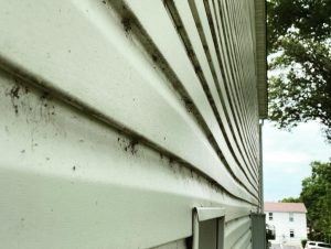 pressure washing siding before vinyl edwardsville maryville collinsville glen carbon il illinois